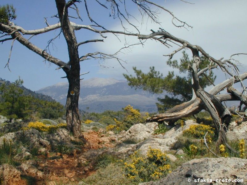 Photo report of a visit around Sfakia, Sougia and Loutro, southwest Crete, April 2007